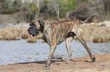 DOGUE ALLEMAND 212